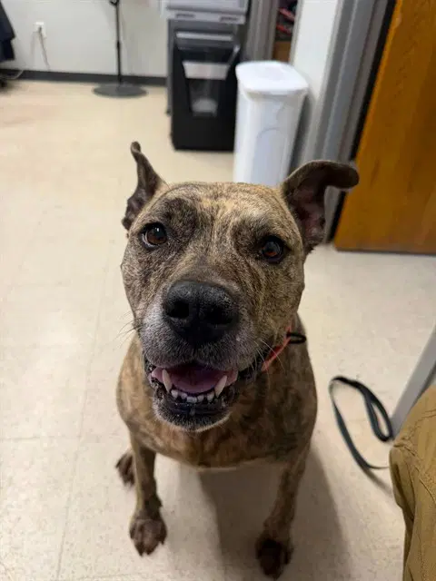 Tilly - American Pit Bull Terrier