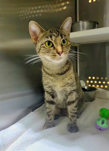 Catamari - Domestic Short Hair