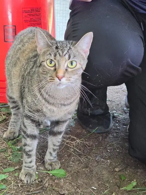 Catamari - Domestic Short Hair