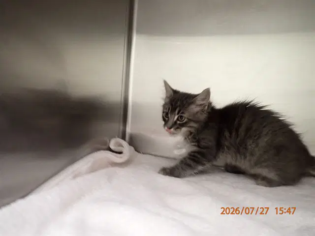 Ace - Domestic Medium Hair