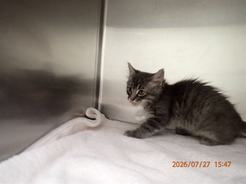 ACE, a cat for adoption from St Charles County Humane Services