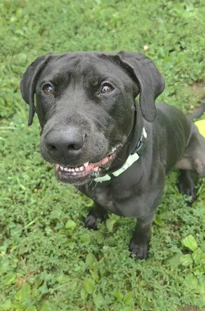 Batman - Labrador Retriever