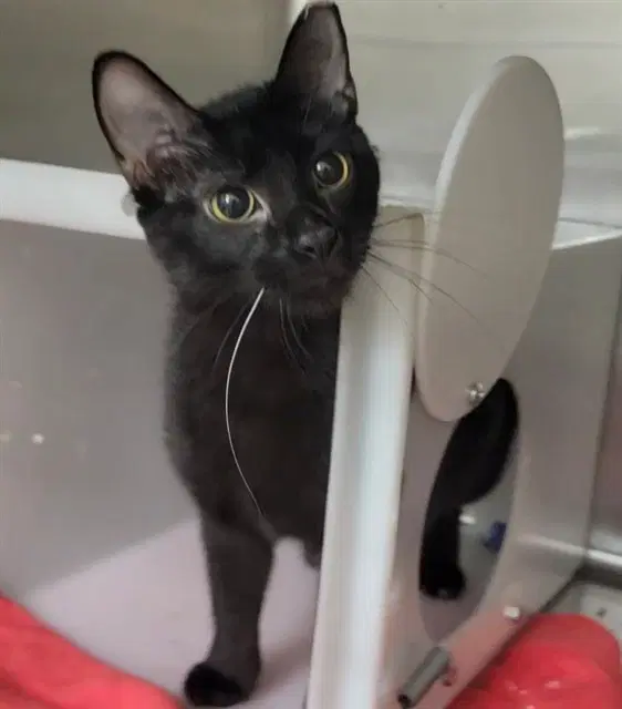 Unknown - Domestic Short Hair