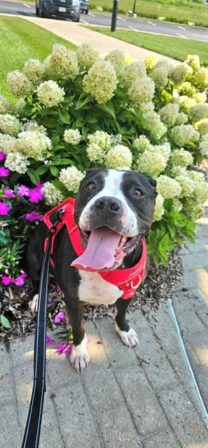 Gabbie - Pit Bull Terrier