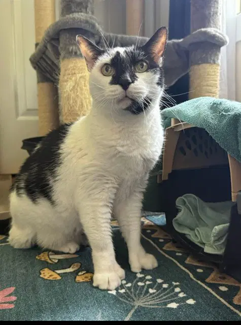 Bailey Rae - Domestic Short Hair