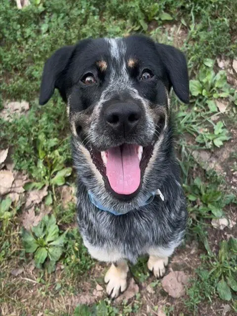 Grayson - Australian Cattle Dog/Blue Heeler