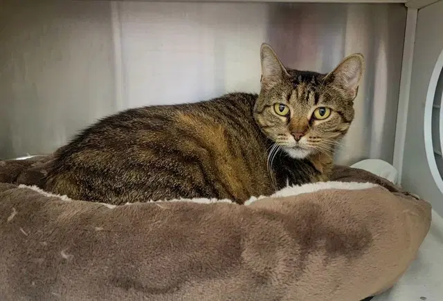 Mama Flood - Domestic Short Hair