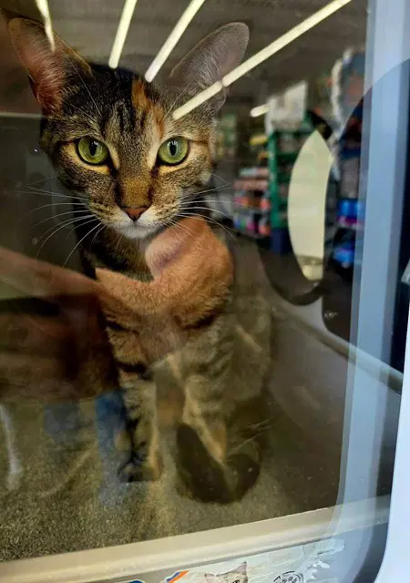 Josie - Domestic Short Hair
