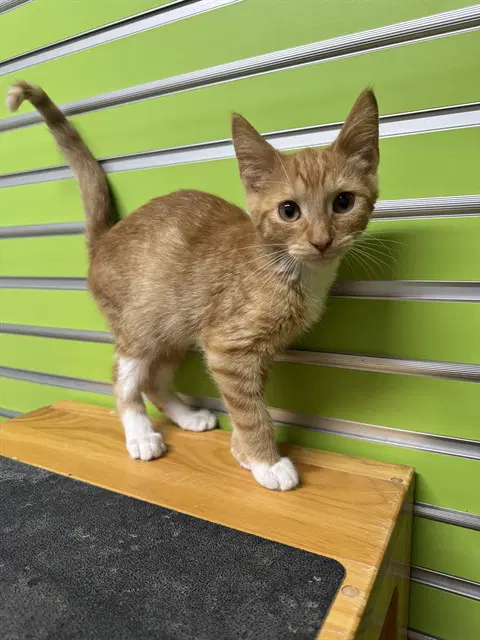 Peter Pan - Domestic Short Hair