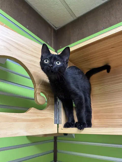 Shadow - Domestic Short Hair
