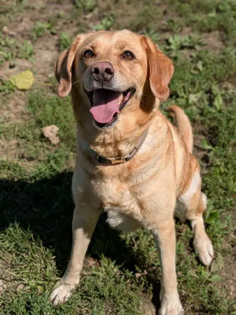 Ginger - Labrador Retriever