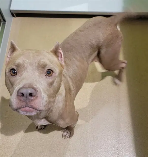 Merri - Pit Bull Terrier