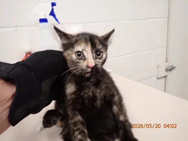 Mackerel - Domestic Short Hair