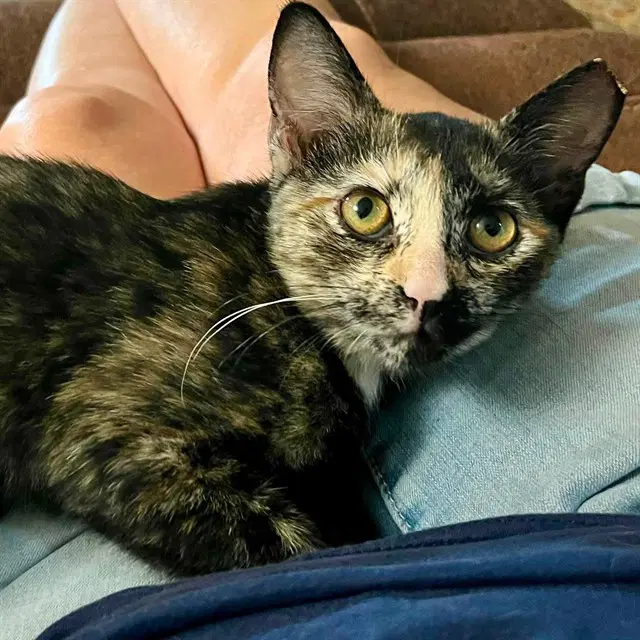 Mackerel - Domestic Short Hair