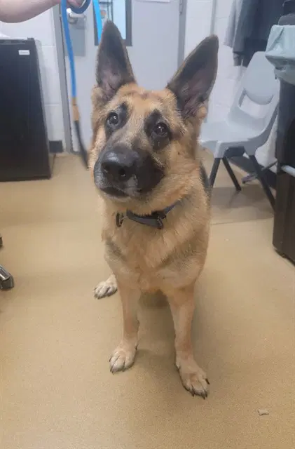 Cosmic - German Shepherd Dog