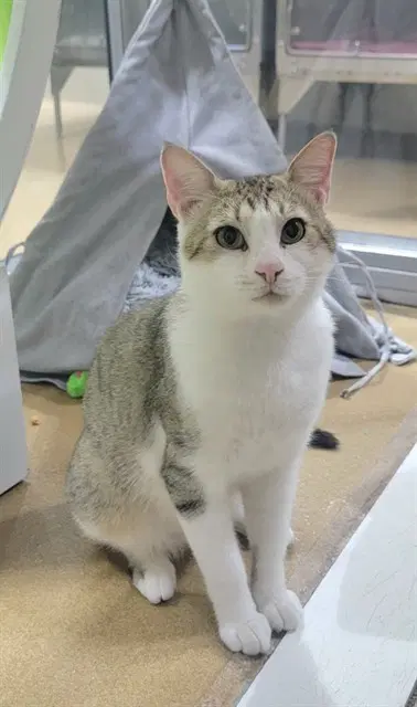 Buddha - Domestic Short Hair