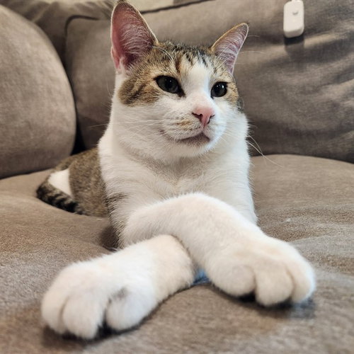 BUDDHA, a cat for adoption from St Charles County Humane Services