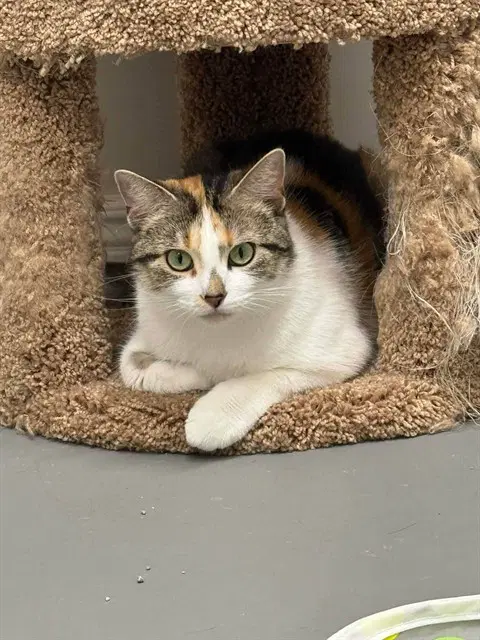 Charlotte - Domestic Short Hair