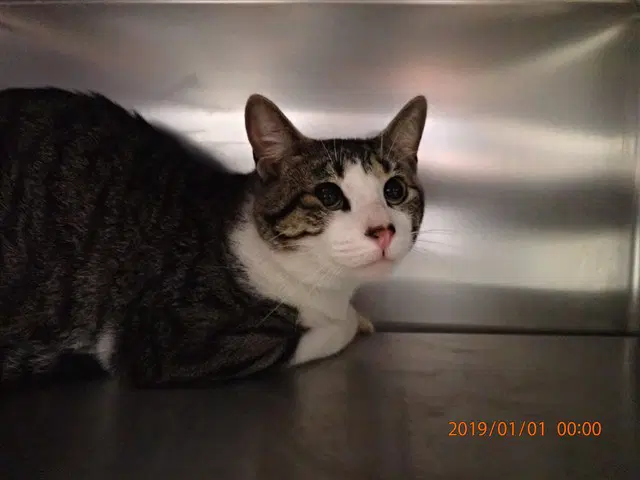 Unknown - Domestic Short Hair