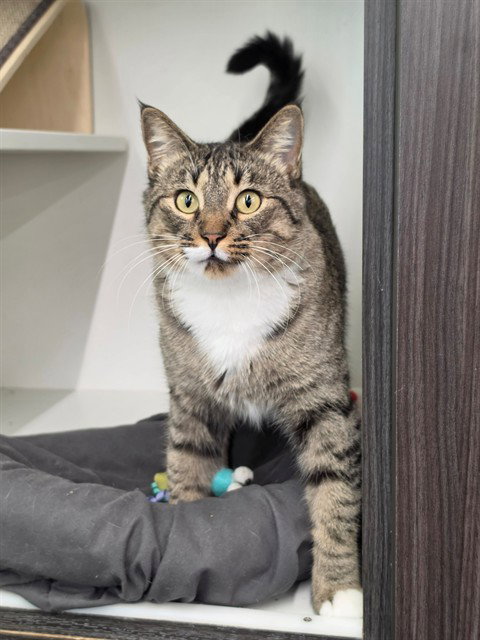 PAMELA, a cat for adoption from St Charles County Humane Services