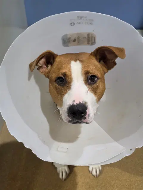 Rousey - Pit Bull Terrier