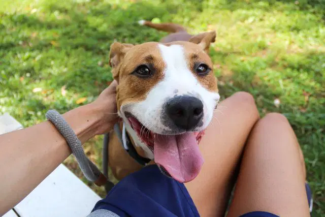 Rousey - Pit Bull Terrier