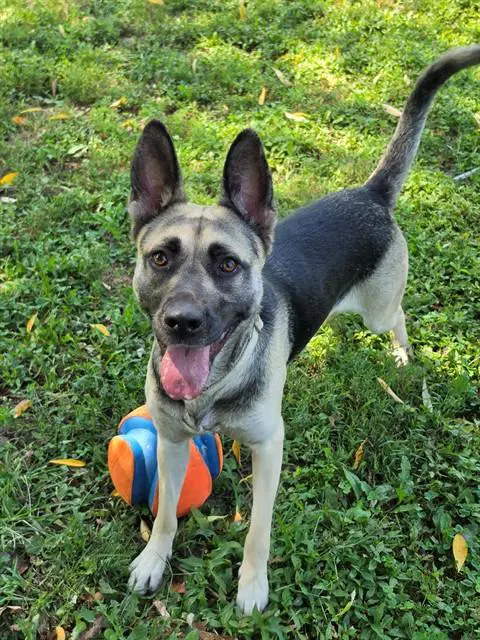 June - German Shepherd Dog