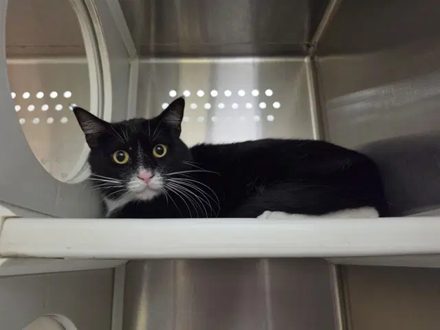 Georgie - Domestic Short Hair