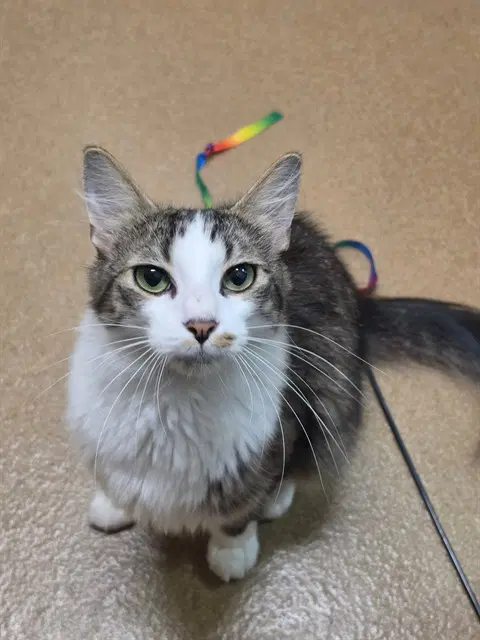Po - Domestic Medium Hair