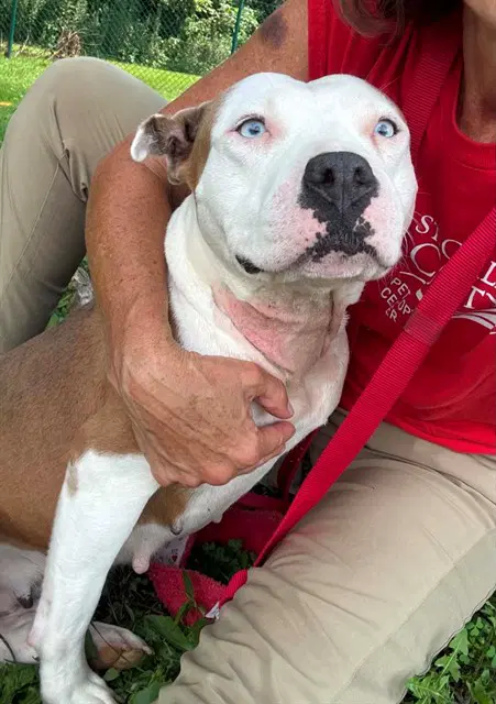 Hope - Pit Bull Terrier