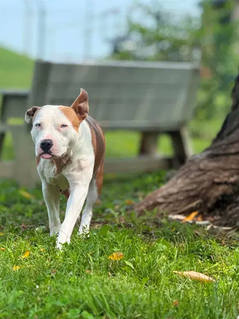 Hope - Pit Bull Terrier