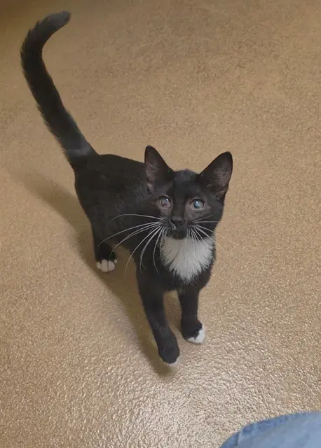 Mira - Domestic Short Hair