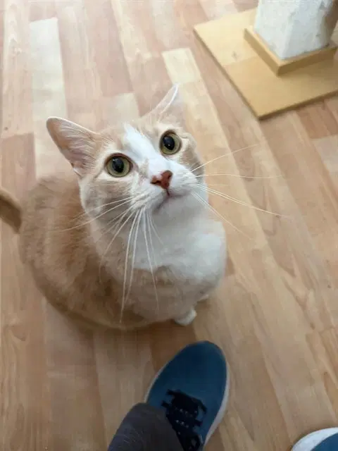Bennington - Domestic Short Hair