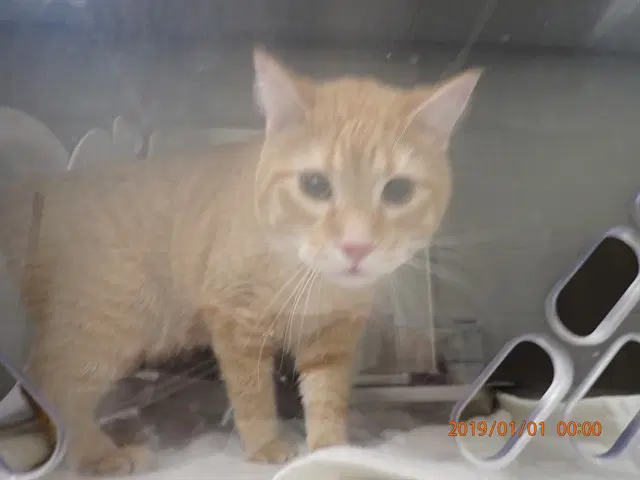 Taylor - Domestic Short Hair
