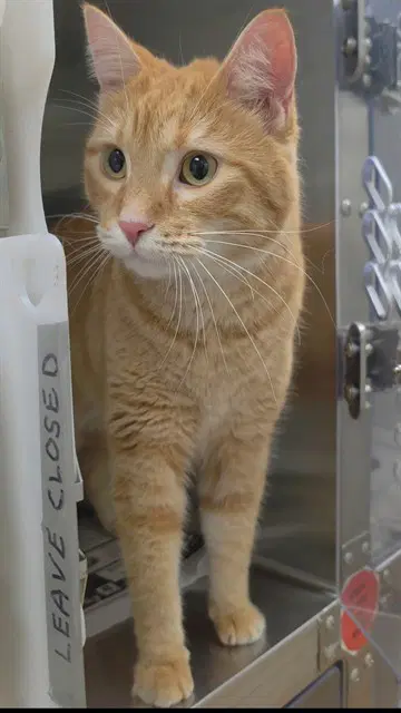 Taylor - Domestic Short Hair