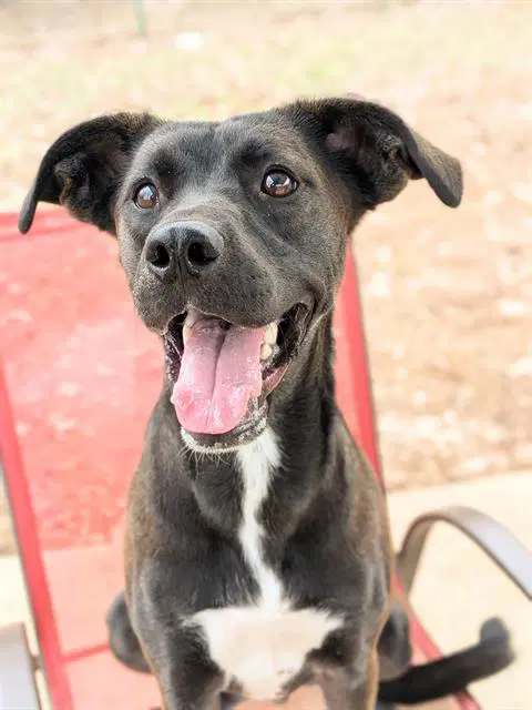 Gumbo - Labrador Retriever