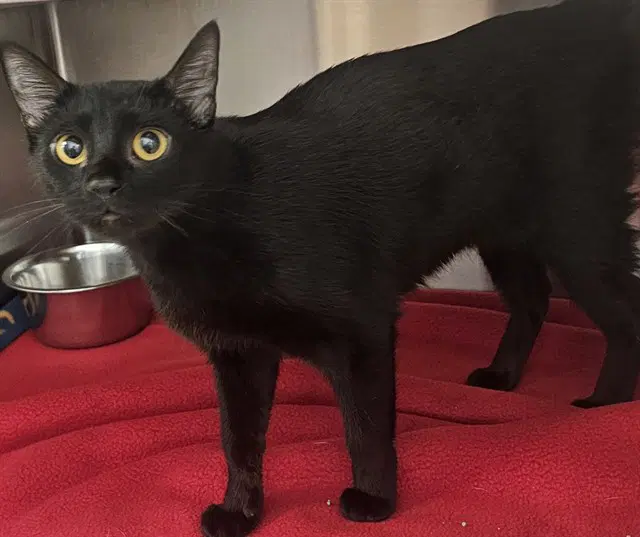 Melissa - Domestic Short Hair