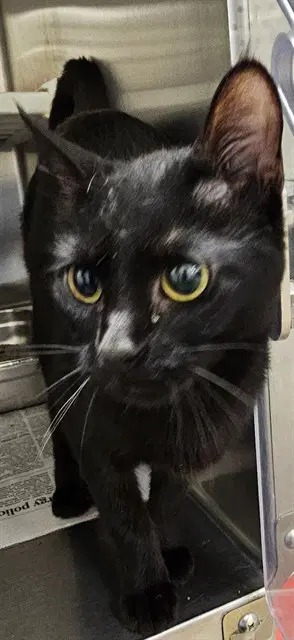 Asha - Domestic Short Hair