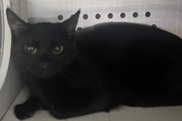 Sabrina - Domestic Short Hair