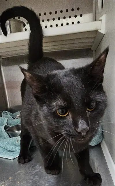Jasmine - Domestic Short Hair