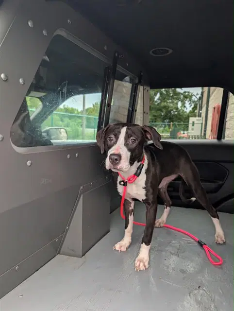 Venus - American Pit Bull Terrier