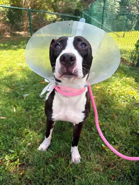 Venus - American Pit Bull Terrier