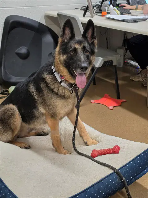 Jiselle - German Shepherd Dog