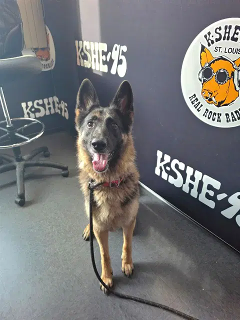 Jiselle - German Shepherd Dog