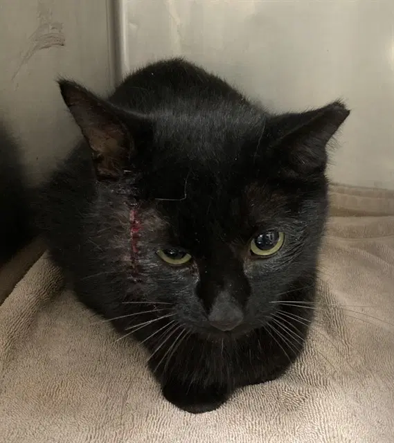 Scar - Domestic Short Hair