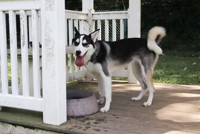 Freya - Siberian Husky