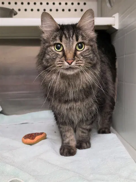 Grace - Domestic Long Hair