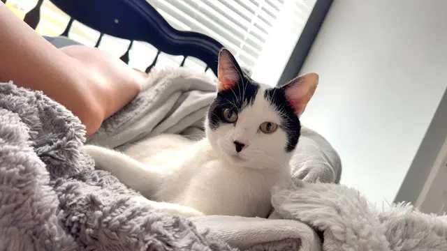 Angel - Domestic Short Hair