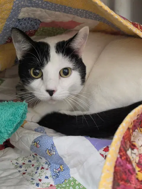 Angel - Domestic Short Hair