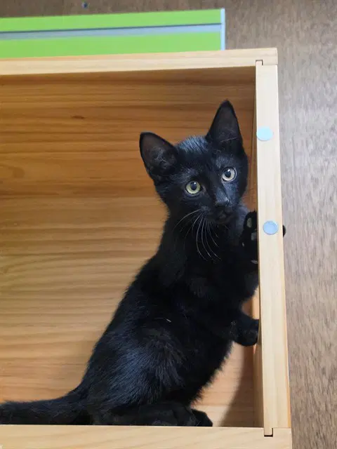 Ping - Domestic Short Hair